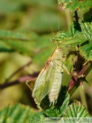 Sauterelle chanteuse, mâle - Tettigonia cantans