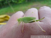 Méconème varié, femelle - Meconema thalassinum