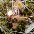 Drosera rotundifolia, Petersburg, Alaska