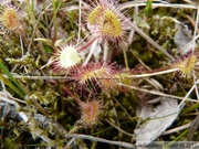 Drosera rotundifolia, Petersburg, Alaska