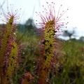 Drosera anglica, Petersburg, Alaska