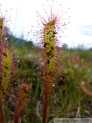 Drosera anglica, Petersburg, Alaska