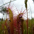 Drosera anglica, Petersburg, Alaska