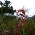 Drosera anglica, Petersburg, Alaska