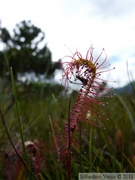 Drosera anglica, Petersburg, Alaska