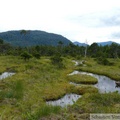 Tourbière, autour de Petersburg, Alaska