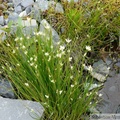 Rhynchospora sp., White beak-rush, Petersburg, Alaska