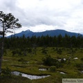 Tourbière, autour de Petersburg, Alaska