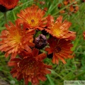 Hieracium aurantiacum, Devil's Paintbrush, une européenne introduite... Petersburg, Alaska