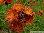 Hieracium aurantiacum, Devil's Paintbrush, une européenne introduite... Petersburg, Alaska