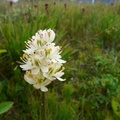 Liliaceae (Tofieldia sp. ?), Petersburg, Alaska