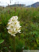 Liliaceae (Tofieldia sp. ?), Petersburg, Alaska