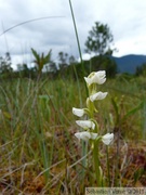 Platanthera dilatata, wild bog orchid, Petersburg, Alaska