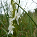 Platanthera dilatata, wild bog orchid, Petersburg, Alaska