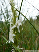 Platanthera dilatata, wild bog orchid, Petersburg, Alaska