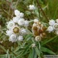 Anaphalis margaritacea, Pearly everlasting, Petersburg, Alaska