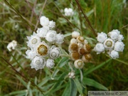 Anaphalis margaritacea, Pearly everlasting, Petersburg, Alaska