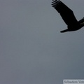 Haliaeetus leucocephalus, Bald eagle, Pygargue à tête blanche, Petersburg, Alaska