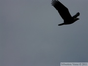 Haliaeetus leucocephalus, Bald eagle, Pygargue à tête blanche, Petersburg, Alaska