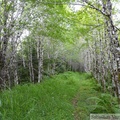 Chemin près de Petersburg, Alaska