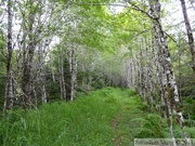 Chemin près de Petersburg, Alaska