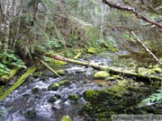 Ruisseau, Petersburg, Alaska