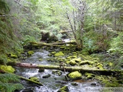 Ruisseau, Petersburg, Alaska