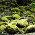 Ruisseau, Petersburg, Alaska