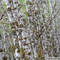 Environs de Petersburg, Alaska