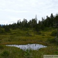 Tourbière, autour de Petersburg, Alaska