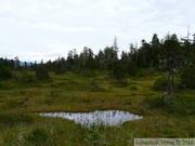 Tourbière, autour de Petersburg, Alaska