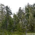 En limite de la tourbière, Petersburg, Alaska