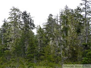 En limite de la tourbière, Petersburg, Alaska