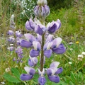 Lupinus sp. Lupine, Lupin, Petersburg, Alaska