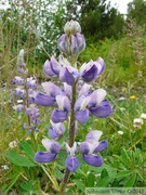 Lupinus sp. Lupine, Lupin, Petersburg, Alaska