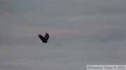 Haliaeetus leucocephalus, Bald eagle, Pygargue à tête blanche, Petersburg, Alaska