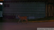 Odocoileus hemionus sitkensis, mule deer, cerf mulet de Sitka, Petersburg, Alaska