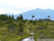 Tourbière, Petersburg, Alaska