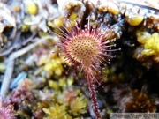 Drosera rotundifolia, Petersburg, Alaska