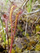 Drosera anglica, Petersburg, Alaska