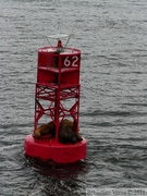 Eumetopias jubatus, Steller's Sea lions, Lions de mer de Steller, Petersburg, Alaska