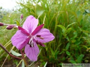 Epilobium latifolium, Broad-leaved willowherb, Épilobe à larges feuilles, Mendenhall glacier, Juneau, Alaska