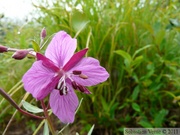 Epilobium latifolium, Broad-leaved willowherb, Épilobe à larges feuilles, Mendenhall glacier, Juneau, Alaska