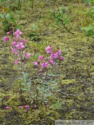 Epilobium latifolium, Broad-leaved willowherb, Épilobe à larges feuilles, Mendenhall glacier, Juneau, Alaska