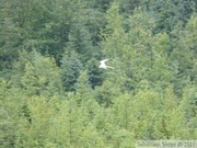 Sterna paradisaea, Arctic tern, Sterne arctique, Mendenhall glacier, Juneau, Alaska