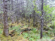 Forêt au dessus du Mendenhall glacier, Juneau, Alaska