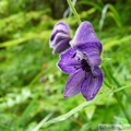 Aconitum sp., Monkshoot, Aconite, au dessus du Mendenhall glacier, Juneau, Alaska