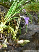 Pinguicula vulgaris, Common butterwort, Grassette commune, au dessus du Mendenhall glacier, Juneau, Alaska