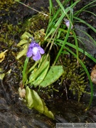 Pinguicula vulgaris, Common butterwort, Grassette commune, au dessus du Mendenhall glacier, Juneau, Alaska