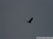 Haliaeetus leucocephalus, Bald eagle, Pygargue à tête blanche, environs de Juneau, Alaska